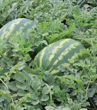 Семена арбуза Маракеш F1, п.е. 500 семян (Ergon)