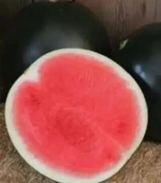 Насіння кавуна Стайл F1, п.о. 1000 насінин (Nunhems)