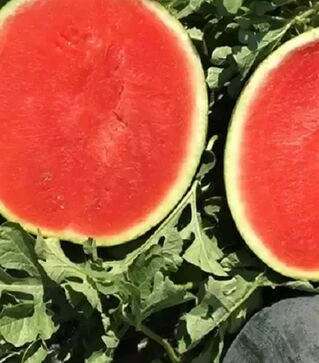 Насіння кавуна Стайл F1, п.о. 1000 насінин (Nunhems)