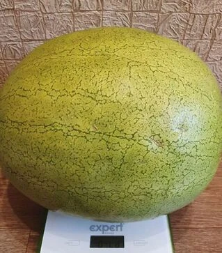 Насіння кавуна Ель Вафі F1, п.о. 500 насінин (Sakata)