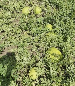 Насіння кавуна Ель Вафі F1, п.о. 500 насінин (Sakata)