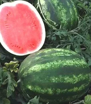 Насіння кавуна Термез F1, п.о. 500 насінин (Enza Zaden)