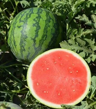 Семена арбуза Тигрис F1, п.е. 500 семян (Hazera)