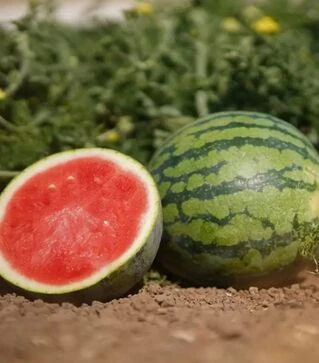 Семена арбуза Тигрис F1, п.е. 500 семян (Hazera)