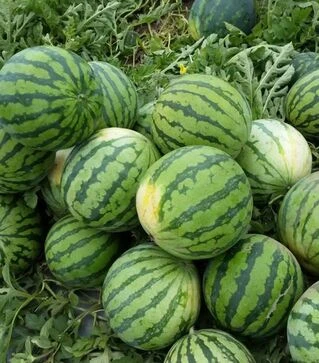 Семена арбуза Тигрис F1, п.е. 500 семян (Hazera)