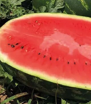 Насіння кавуна Турбо 840 F1, п.о. 1000 насінин (Nunhems)