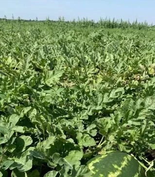 Насіння кавуна Турбо 840 F1, п.о. 1000 насінин (Nunhems)