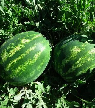 Семена арбуза Целин F1, п.е. 1000 семян (Clause)