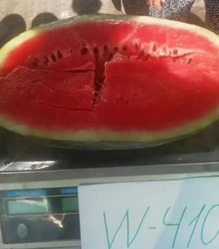 Насіння кавуна W410 F1, п.о. 1000 насінин (Spark Seeds)