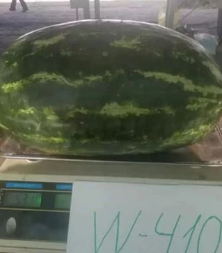 Насіння кавуна W410 F1, п.о. 1000 насінин (Spark Seeds)