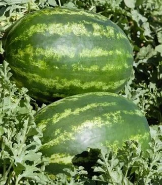 Семена арбуза ES 75127 F1, п.е. 500 семян (Ergon)