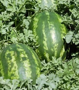 Семена арбуза ES 75127 F1, п.е. 500 семян (Ergon)