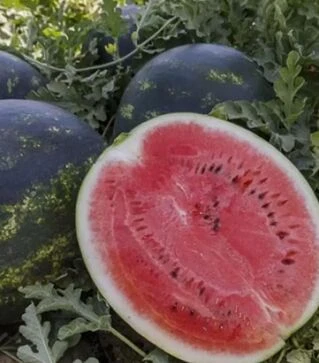 Семена арбуза Лузитана F1, п.е. 100 семян (Rijk Zwaan)