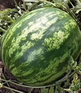 Семена арбуза КС 165 F1, п.е. 1 тыс. семян (Kitano Seeds)