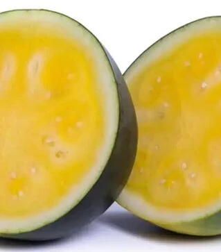 Насіння кавуна Тропікал Саншайн F1, п.о. 100 насінин (Rijk Zwaan)