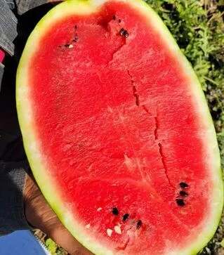 Насіння кавуна Бінго F1, п.о. 1 тис. насінин (Spark Seeds)