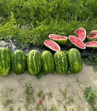 Насіння кавуна Бінго F1, п.о. 1 тис. насінин (Spark Seeds)