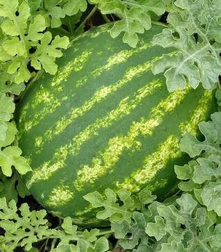 Насіння кавуна Барака F1, п.о. 1 тис. насінин (Syngenta)