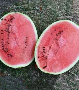 Семена арбуза Бьютифул F1, п.е. 1 тыс. семян (Spark Seeds)