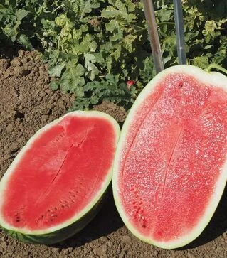 Семена арбуза Амина F1, п.е. 1 тыс. семян (Clause)