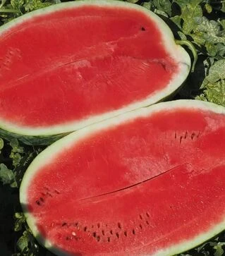 Семена арбуза Амина F1, п.е. 1 тыс. семян (Clause)