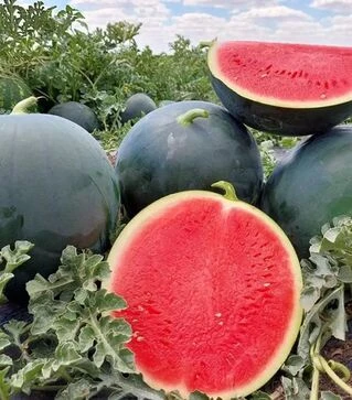 Семена арбуза Багама F1, п.е. 1 тыс. семян (Syngenta)