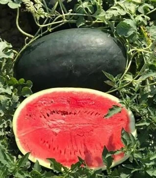 Насіння кавуна СРХ 10510 F1, п.о. 1 тис. насінин (Cora Seeds)