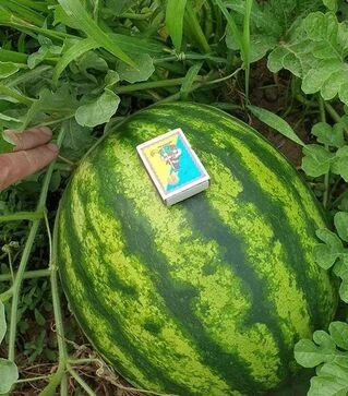 Насіння кавуна Ред Беррі F1, п.о. 1 тис. насінин (Spark Seeds)