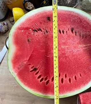 Насіння кавуна Ред Беррі F1, п.о. 1 тис. насінин (Spark Seeds)