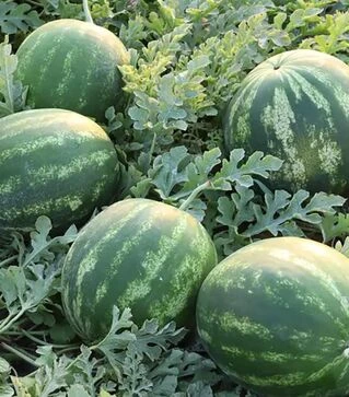 Насіння кавуна Роман F1, п.о. 1 тис. насінин (Syngenta)