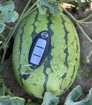 Семена арбуза Елов Лав F1, п.е. 1 тыс. семян (Clause)