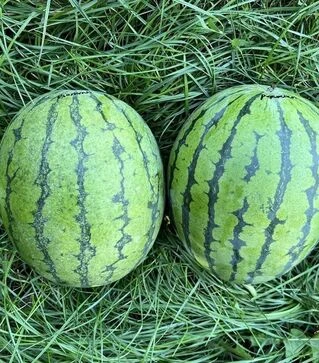 Семена арбуза Елов Лав F1, п.е. 1 тыс. семян (Clause)