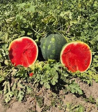 Насіння кавуна Синфонія F1, п.о. 500 насінин (Sakata)