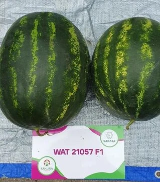 Насіння кавуна Синфонія F1, п.о. 500 насінин (Sakata)