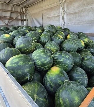 Насіння кавуна Синфонія F1, п.о. 500 насінин (Sakata)