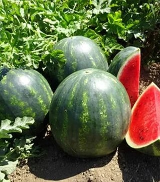 Насіння кавуна Синфонія F1, п.о. 500 насінин (Sakata)