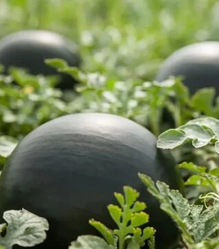 Семена арбуза Морена F1, п.е. 1 тыс. семян (Syngenta)