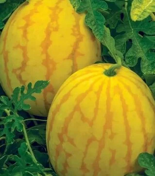 Семена арбуза Ред ин Голд F1, п.е. 500 семян (Asia Seed)