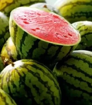 Насіння кавуна Ау Продюсер, 500 г (Libra Seeds)