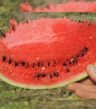 Насіння кавуна Ау Продюсер, 500 г (Libra Seeds)