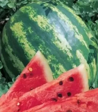 Семена арбуза Крымсон Мир, 500 г (United Genetics)