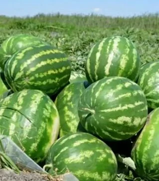 Насіння кавуна Ау Продюсер, 500 г (Hazera)