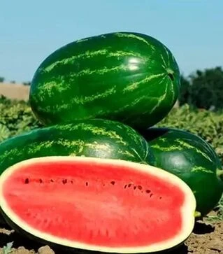 Насіння кавуна Меліна, п.о. 1 тис. насінин (Clause)