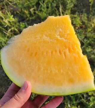 Насіння кавуна Оранж Лакшері F1, п.о. 500 насінин (Lark Seeds)