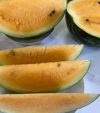 Насіння кавуна Оранж Лакшері F1, п.о. 500 насінин (Lark Seeds)