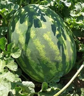 Насіння кавуна Оранж Лакшері F1, п.о. 500 насінин (Lark Seeds)