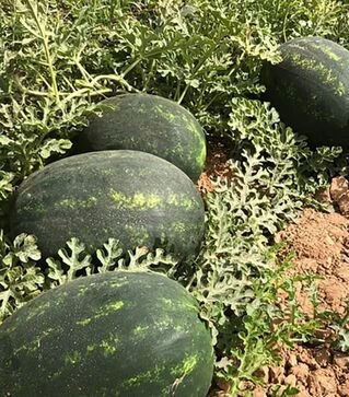 Насіння кавуна Мірсіні F1, п.о. 1 тис. насінин (Syngenta)