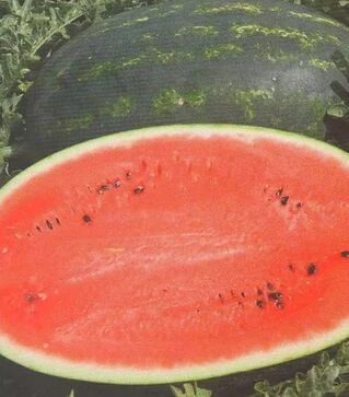 Насіння кавуна Мірсіні F1, п.о. 1 тис. насінин (Syngenta)