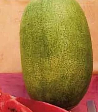 Насіння кавуна Чарльстон Грей, 500 г (Коуел)