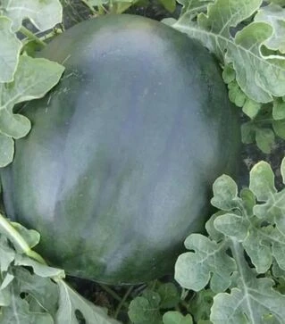 Семена арбуза СРХ 10041 F1, п.е. 1 тыс. семян (Cora Seeds)